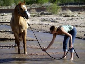 lead a horse to water