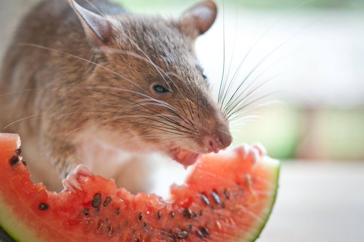 Rat Traps And Watermelon